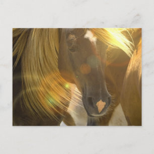 Carte postale photo Cheval sauvage