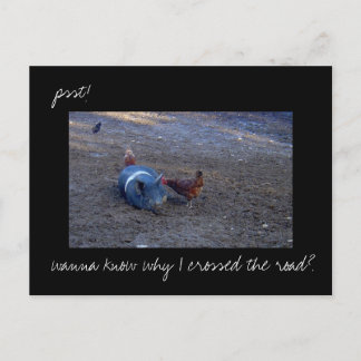 Carte postale photo 'Chicken Secrets'