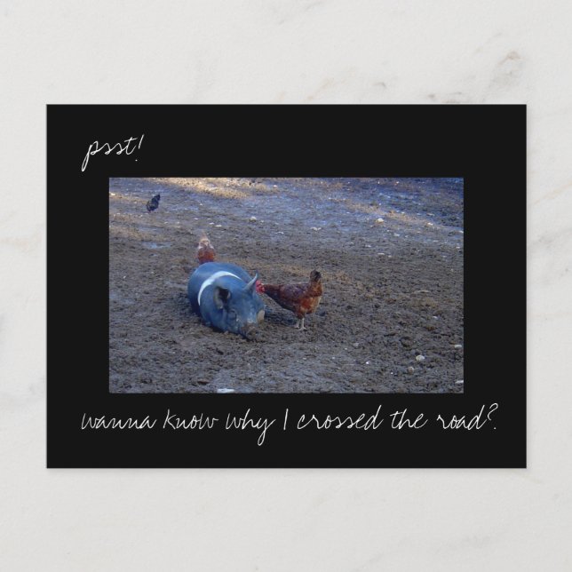 Carte postale photo 'Chicken Secrets' (Devant)