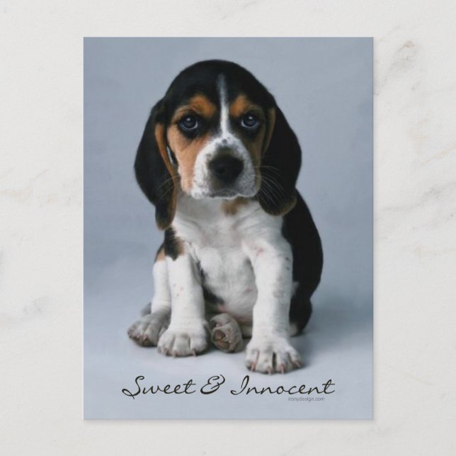 Carte Postale Photo Chien Chien beagle (Devant)