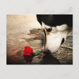 Carte postale photo Chien et Rose Rouge