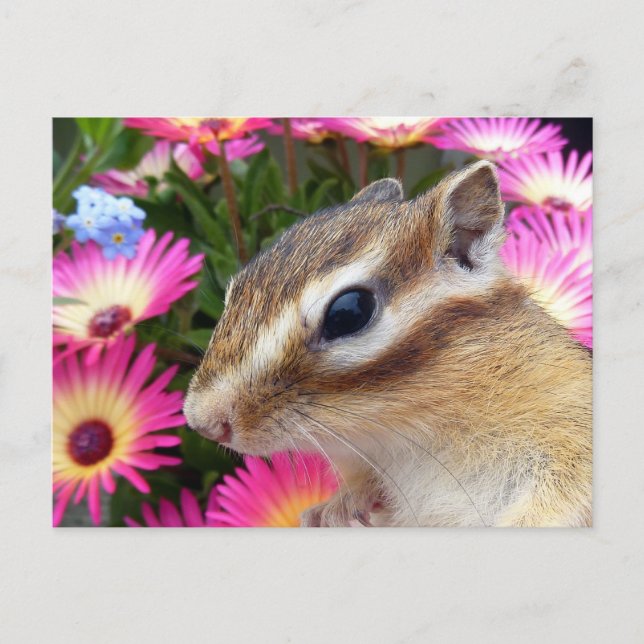 Carte Postale Photo Chipmunk (30-13) (Devant)