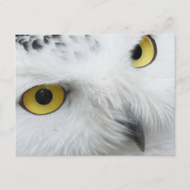 Carte postale Photo Chouette neigeuse (Devant)