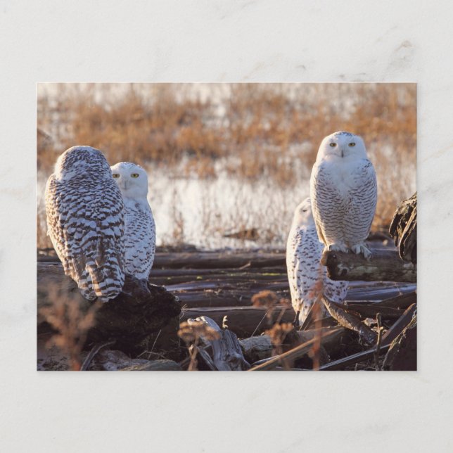 Carte Postale Photo Chouettes neigeuses (Devant)