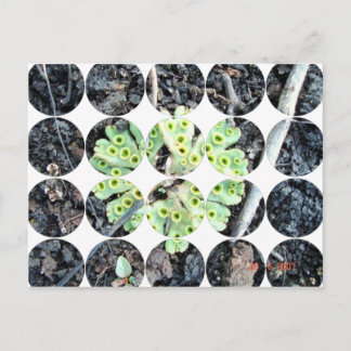 Carte postale photo circulaire