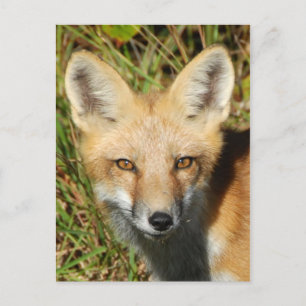 Carte postale photo classique