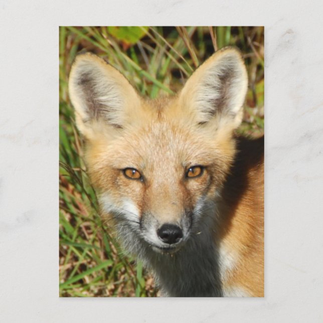 Carte postale photo classique (Devant)