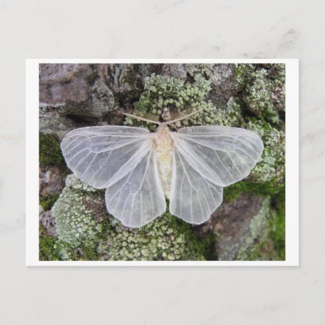 Carte postale photo classique (Devant)