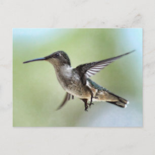 Carte postale Photo Colibri