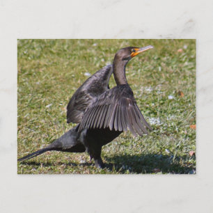 Carte postale photo Cormorant à deux pieds