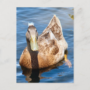 Carte postale photo Crested Duck