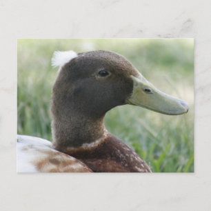 Carte postale photo Crested Duck