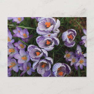 Carte Postale Photo Crocus violet et blanc