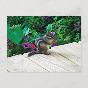 Carte Postale Photo Cute Chipmunk