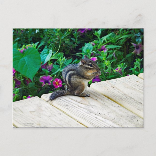 Carte Postale Photo Cute Chipmunk (Devant)