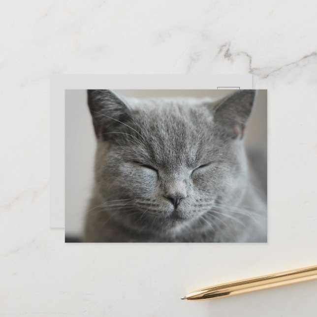 Carte Postale Photo Cute Gray Kitty Visage (Devant/Arrière en situation)
