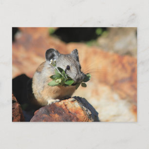 Carte postale photo Cute Mouse Mating Greens