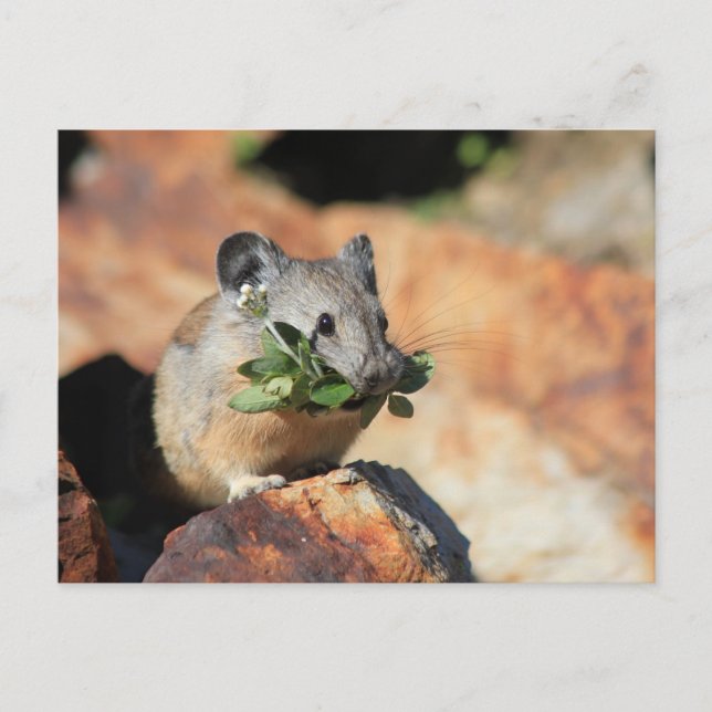 Carte postale photo Cute Mouse Mating Greens (Devant)