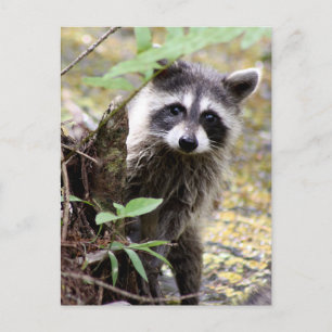 Carte postale photo Cute Raccoon