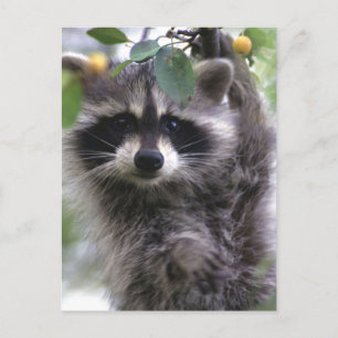Carte postale photo Cute Raccoon