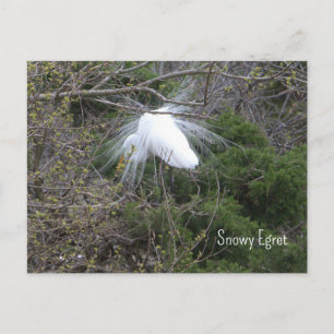 Carte postale photo d'Aigrette neigeuse