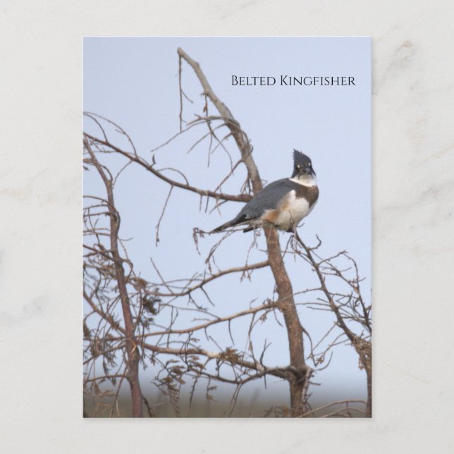 Carte postale photo d'Alcedo Alcyon (Devant)