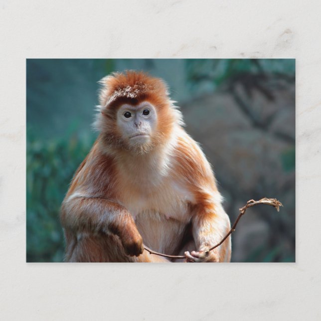 Carte Postale Photo d'animal de faune de singe langur (Devant)