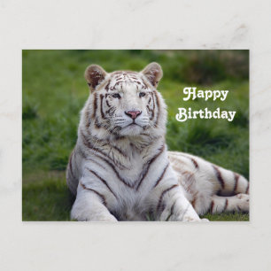 Carte Postale Photo d'anniversaire de beau tigre blanc