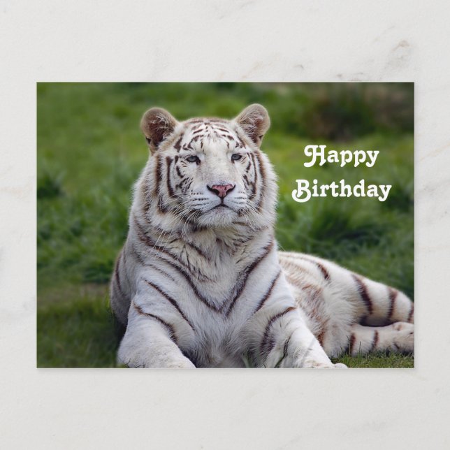 Carte Postale Photo d'anniversaire de beau tigre blanc (Devant)