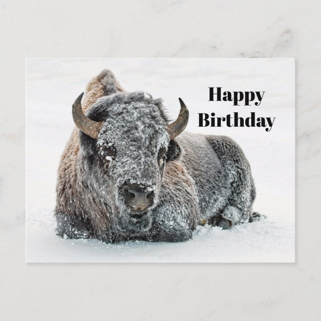Carte Postale Photo d'anniversaire de buffles de faune dans la n (Devant)