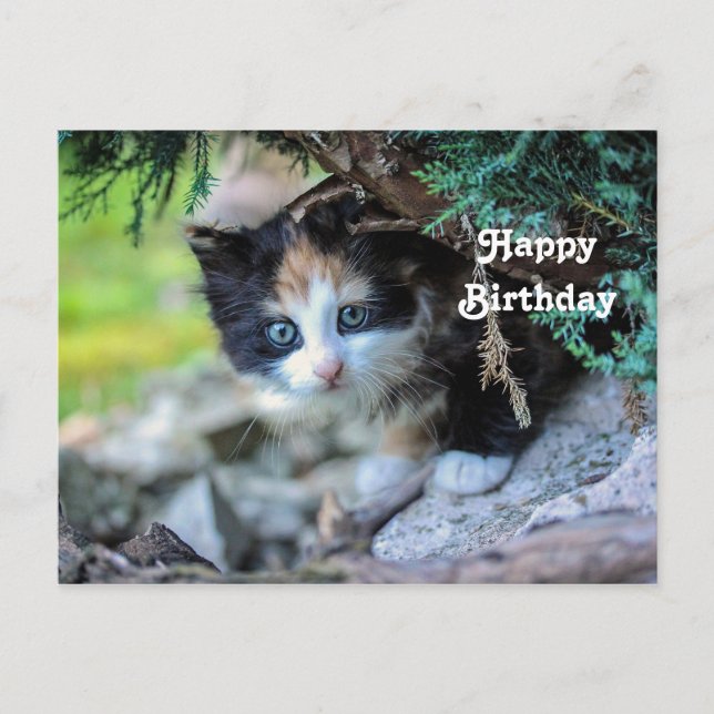 Carte Postale Photo d'anniversaire de chaton calico mignon (Devant)