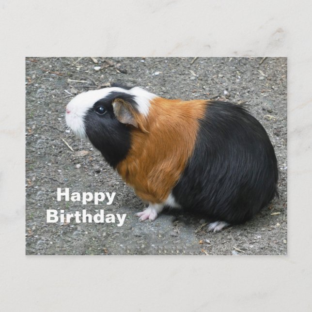 Carte Postale Photo d'anniversaire de cochon d'Inde (Devant)