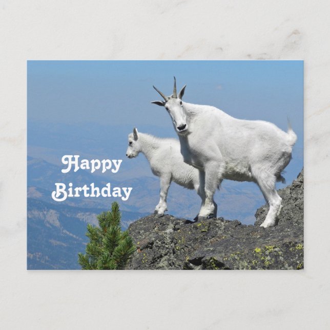 Carte Postale Photo d'anniversaire de faune blanche de chèvres d (Devant)