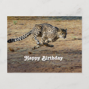 Carte Postale Photo d'anniversaire de guépard faune