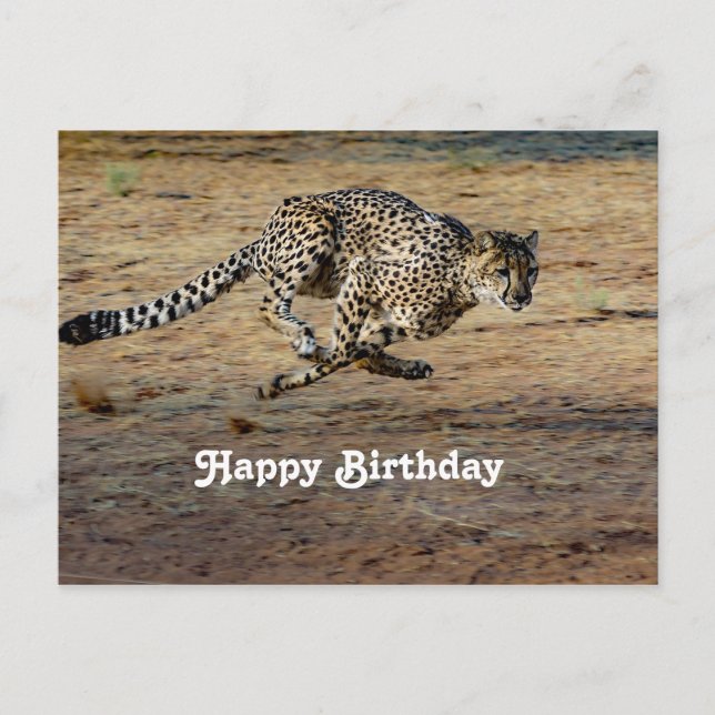 Carte Postale Photo d'anniversaire de guépard faune (Devant)
