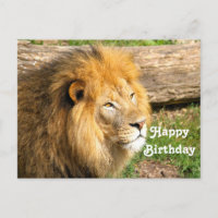 Photo d'anniversaire de lion africain sauvage
