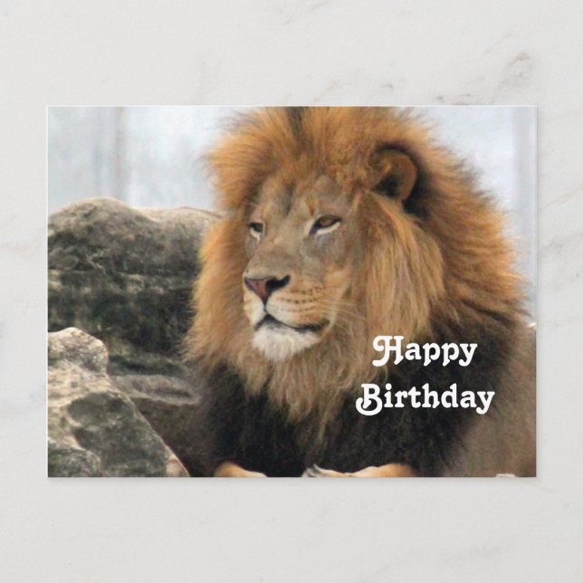 Carte Postale Photo d'anniversaire de lion faune (Devant)