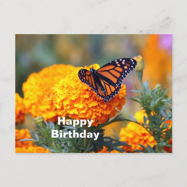 Carte Postale Photo d'anniversaire de souci papillon monarque (Devant)