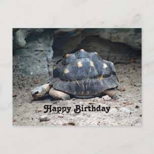 Carte Postale Photo d'anniversaire de tortue de faune sauvage