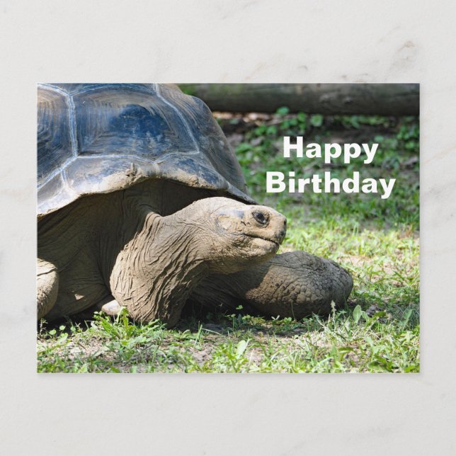 Carte Postale Photo d'anniversaire de tortue sauvage (Devant)