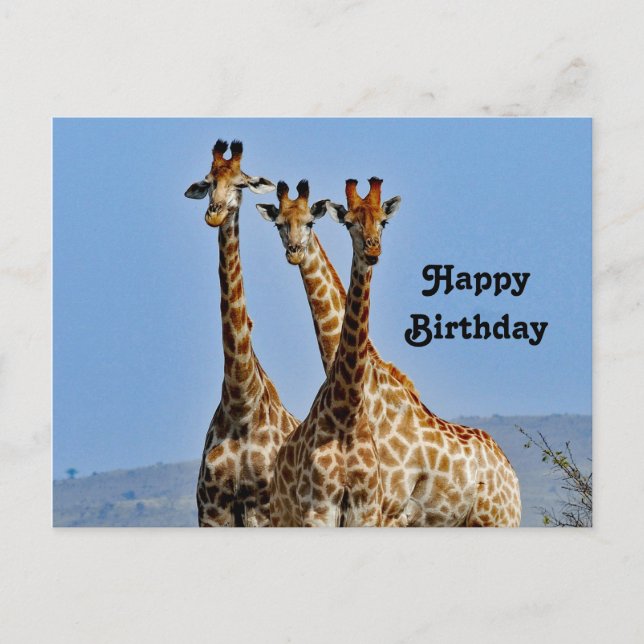 Carte Postale Photo d'anniversaire de troupeau de girafes sauvag (Devant)