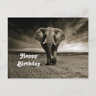 Carte Postale Photo d'anniversaire d'éléphant mâle sauvage
