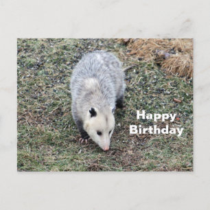 Carte Postale Photo d'anniversaire d'opossum