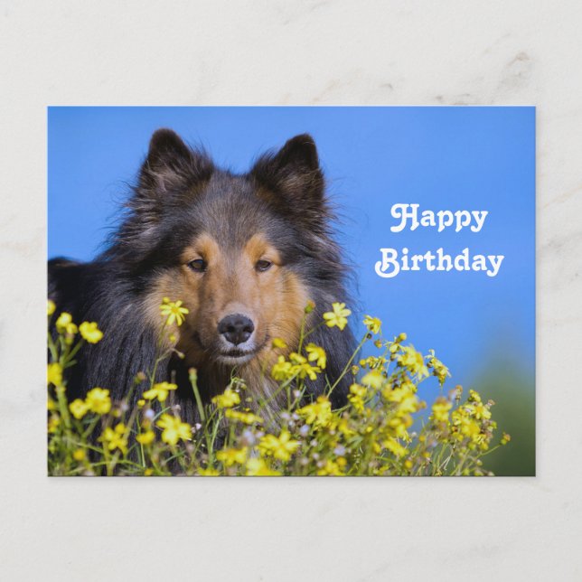 Carte Postale Photo d'anniversaire floral Sheltie (Devant)