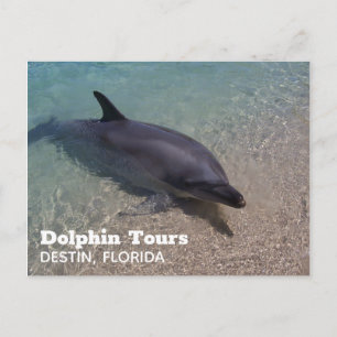 Carte Postale Photo dauphin en Floride