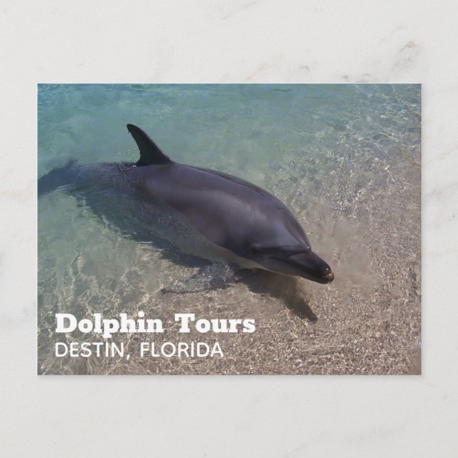Carte Postale Photo dauphin en Floride (Devant)