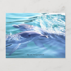 Carte postale photo Dauphins mignons