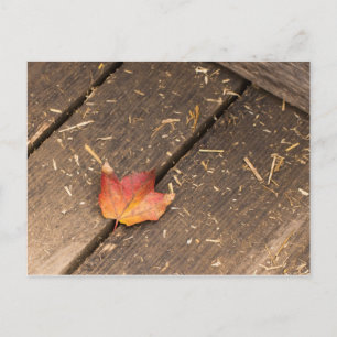 Carte Postale photo d'automne minimaliste de la feuille d'érable