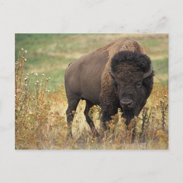 Carte Postale Photo de bison (Devant)