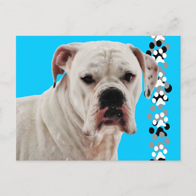 Carte Postale Photo de boîte blanche (Devant)